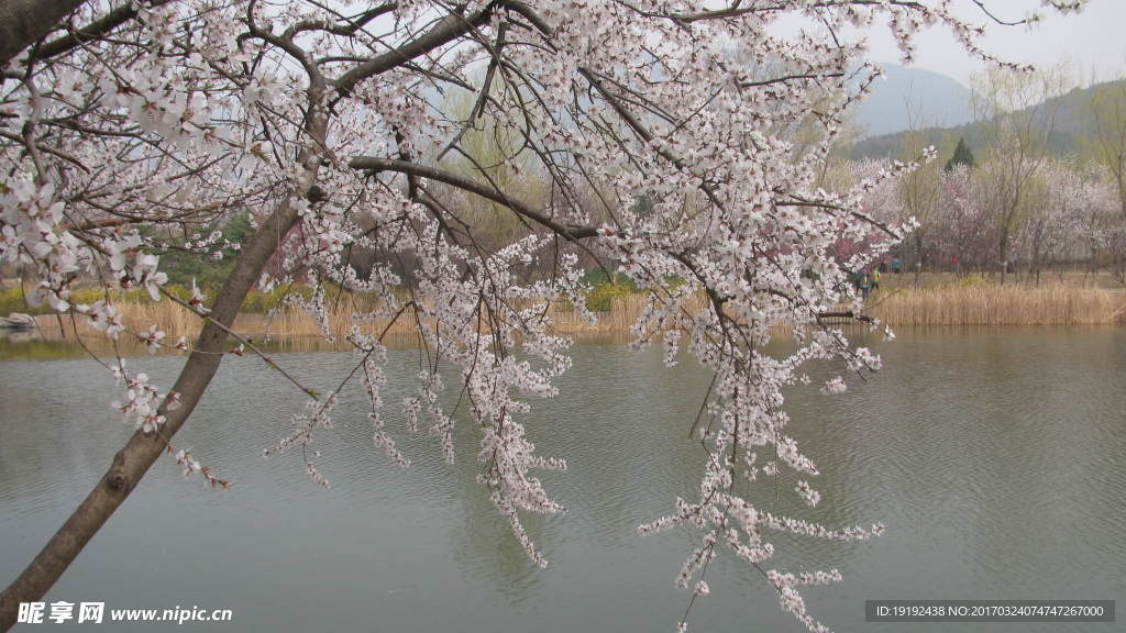 桃花美景