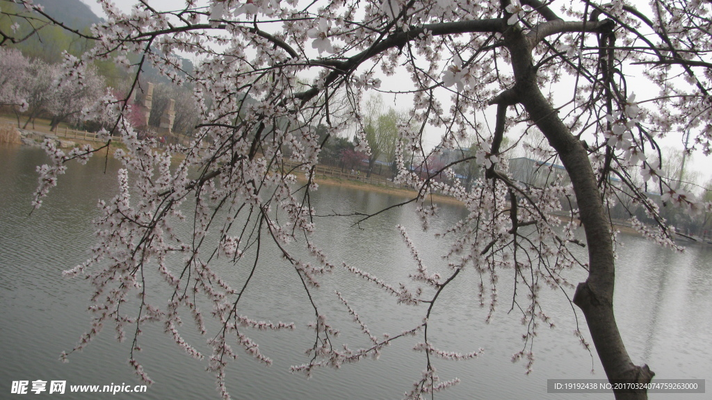 桃花美景