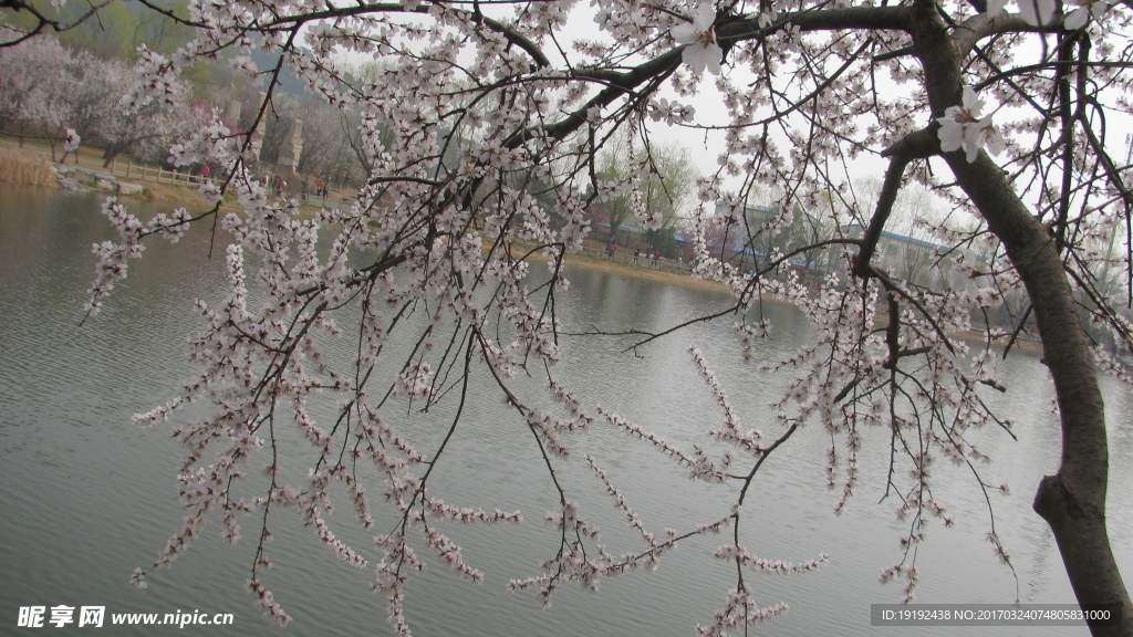 桃花美景
