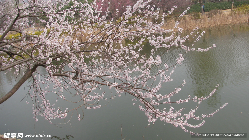 桃花美景
