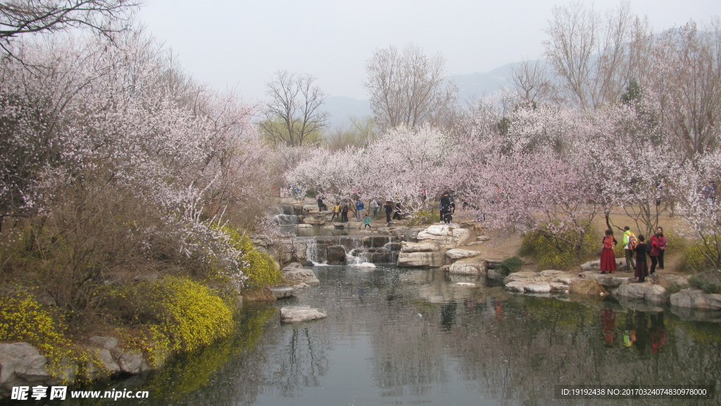 桃花美景