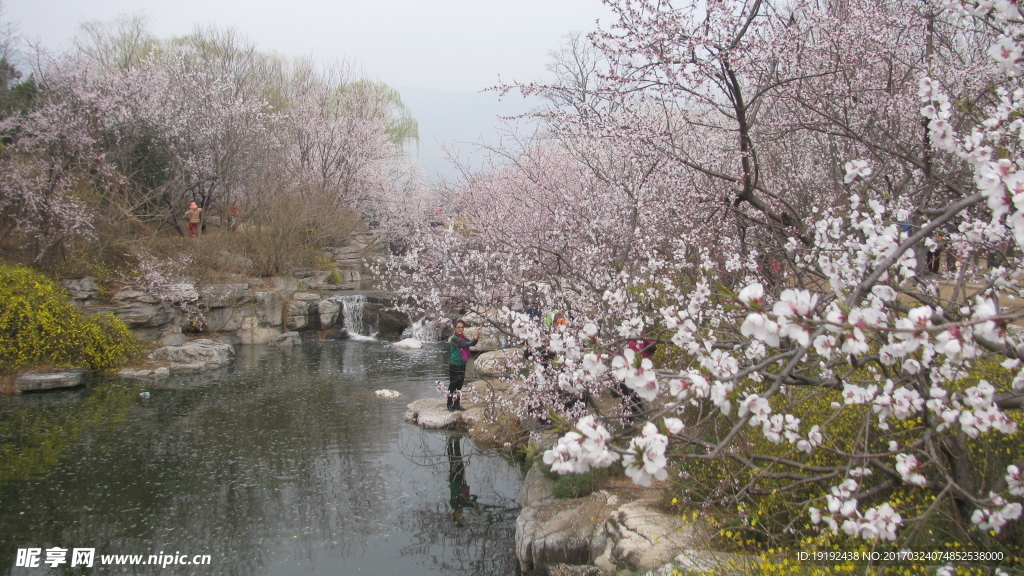 桃花美景