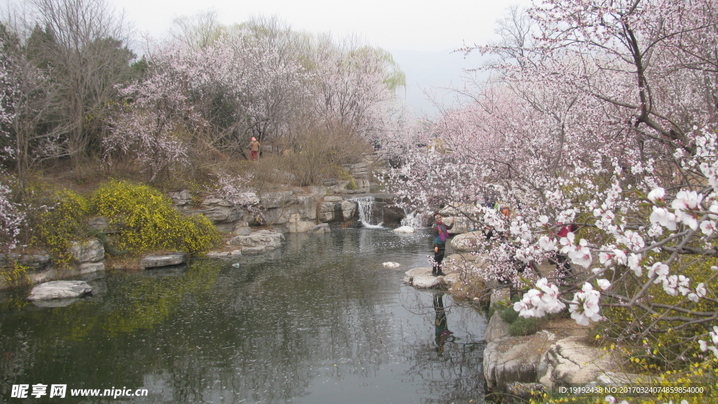 桃花美景