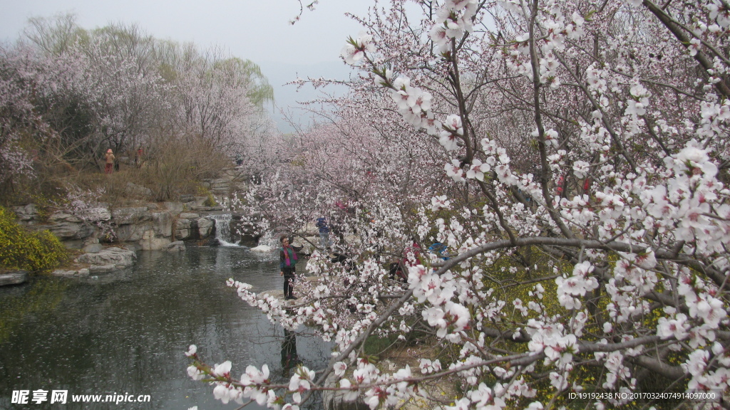 桃花美景