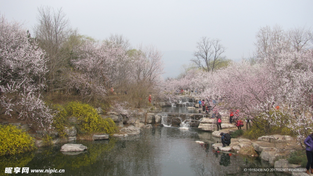 桃花美景