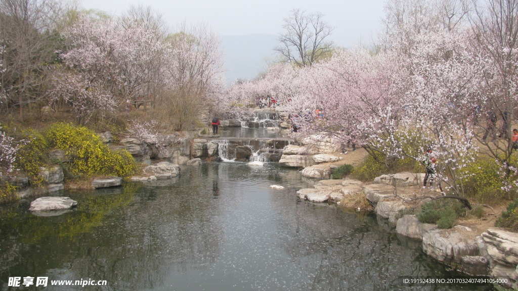 桃花美景