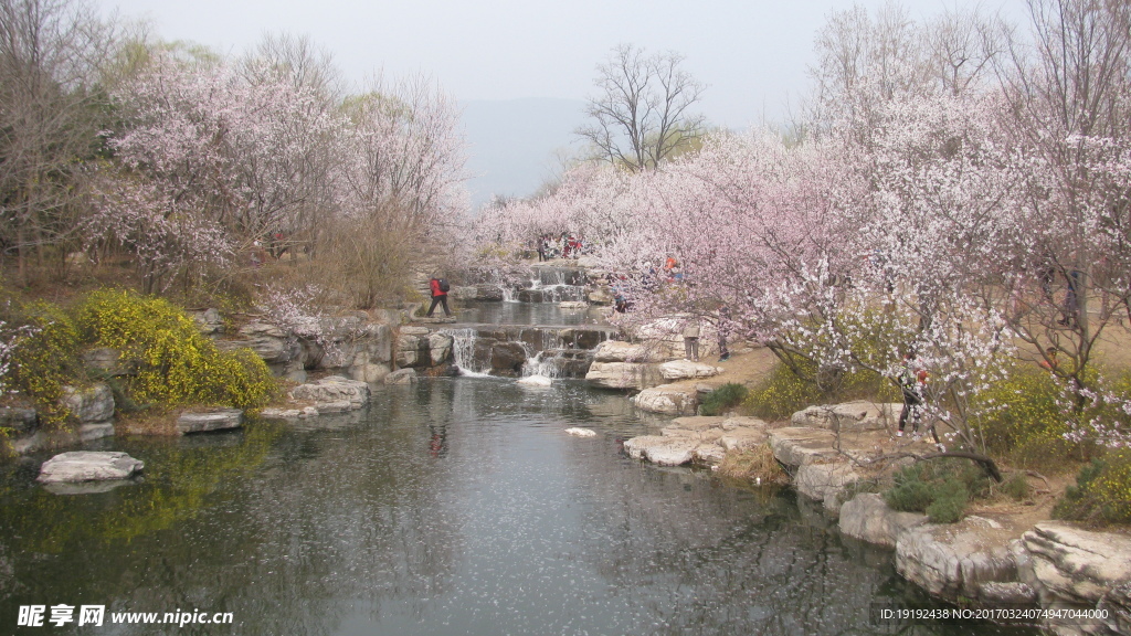 桃花美景