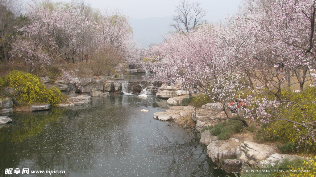 桃花美景