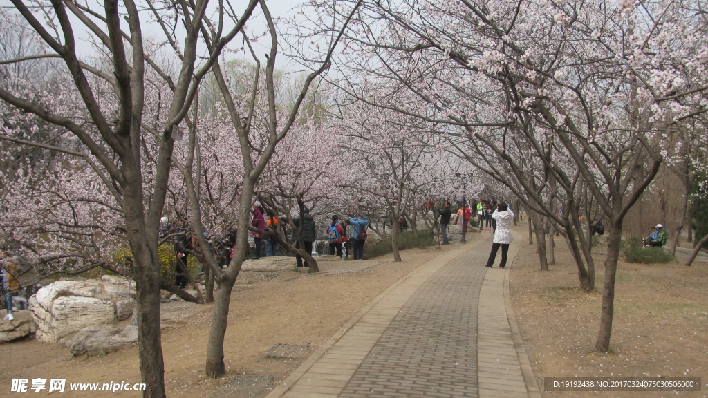 桃花美景