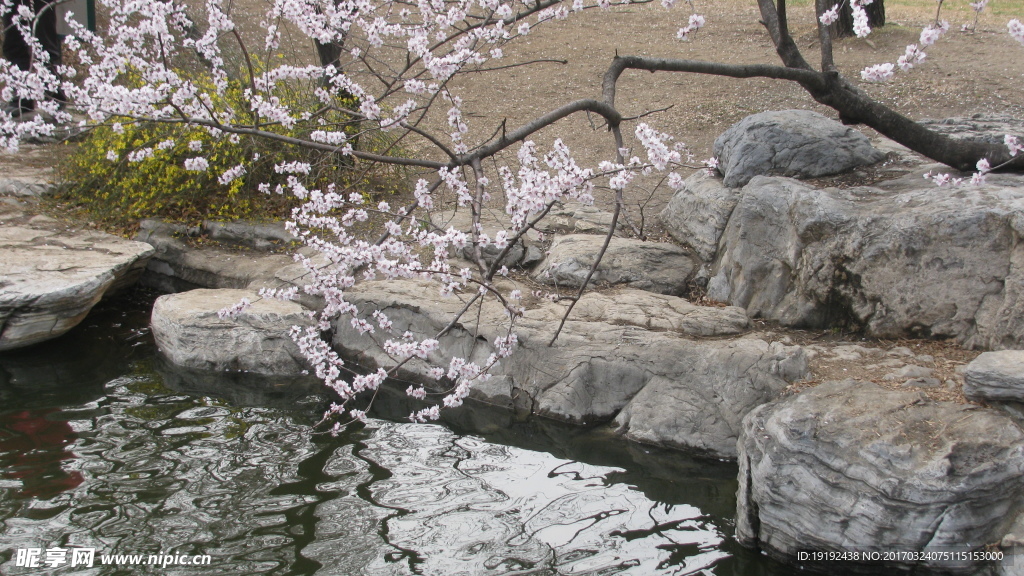 桃花美景