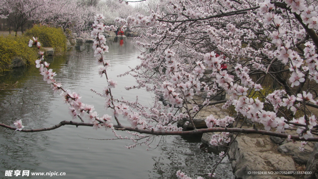 桃花美景