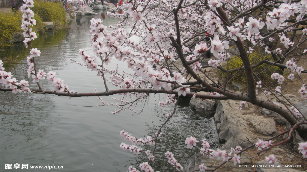 桃花美景