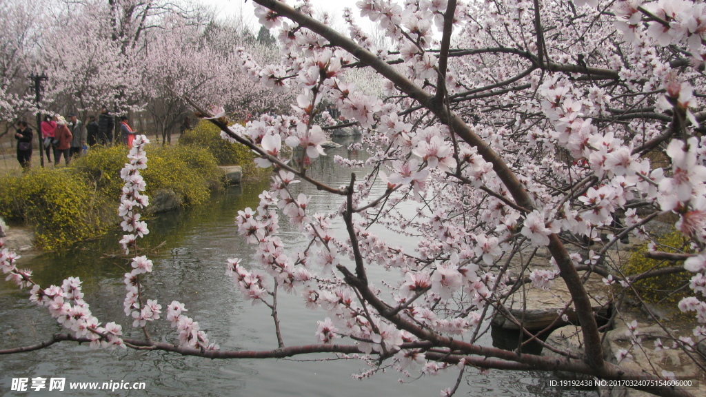 桃花美景