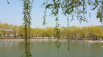 春天 柳树 湖水