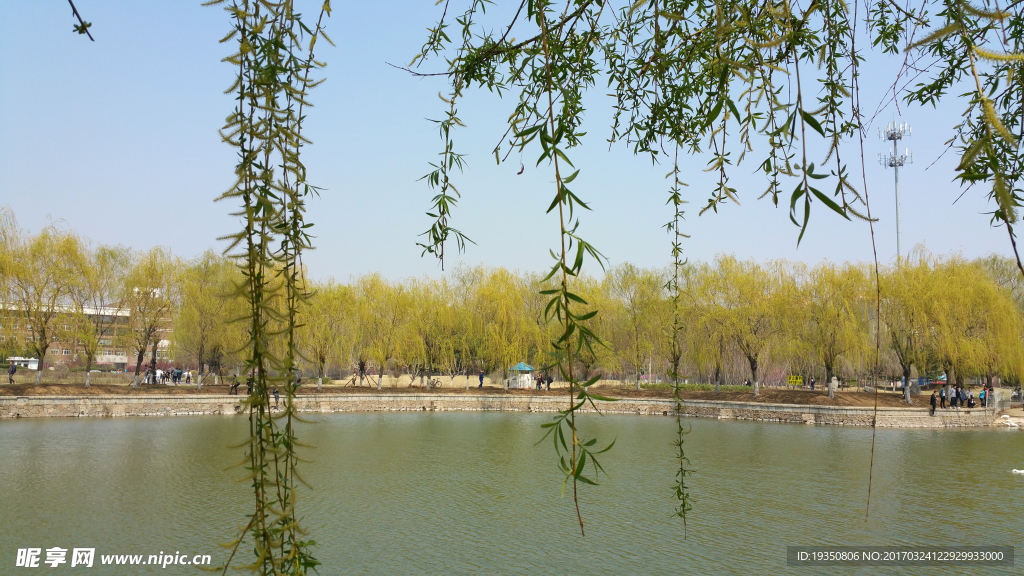 春天 柳树 湖水