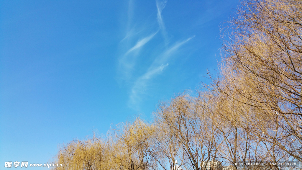 初春 蓝天 树