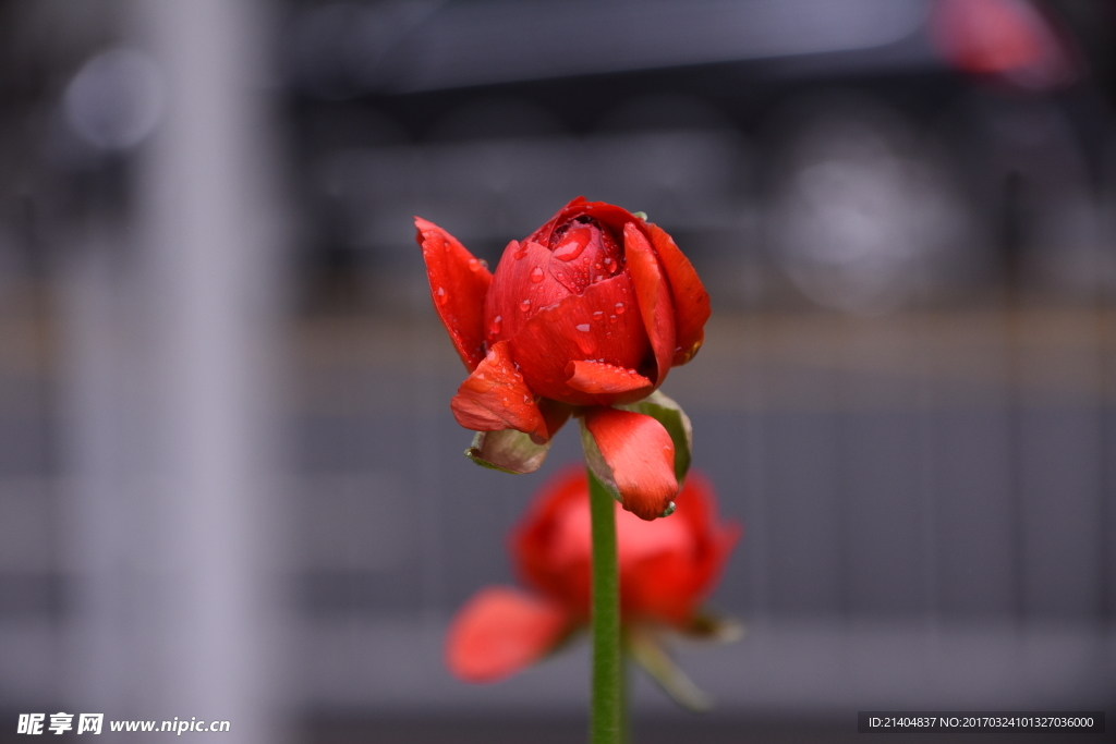 美丽之花