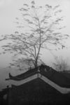 民居与树