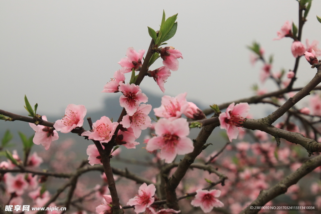 一枝桃花