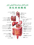 消化系统概观