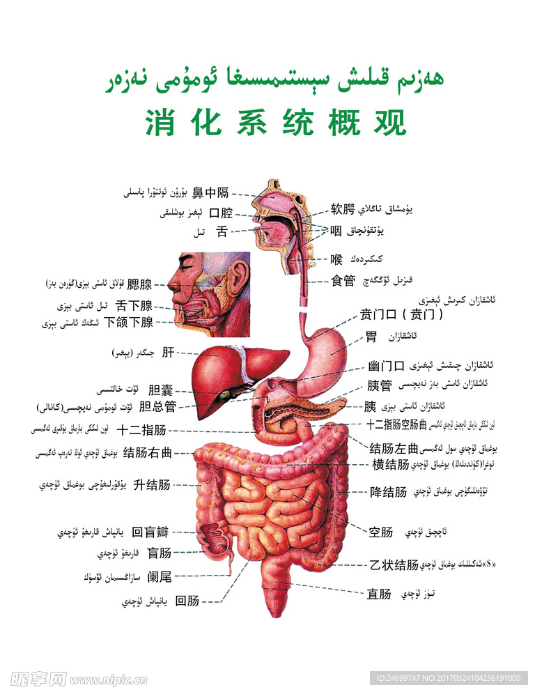 消化系统概观