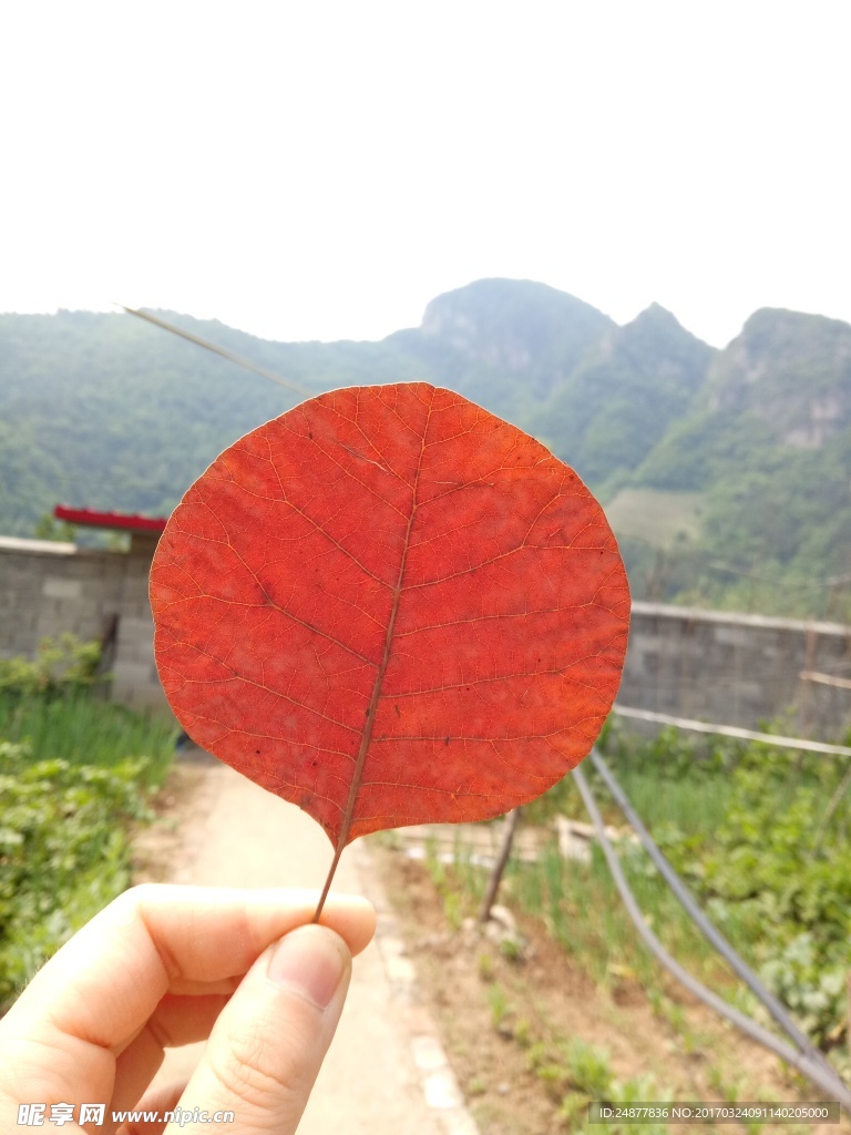 一片红叶
