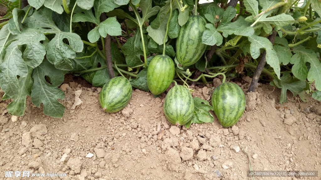 青色小西瓜