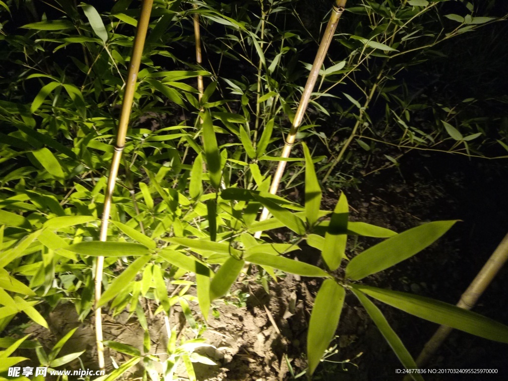 黑夜里的竹子