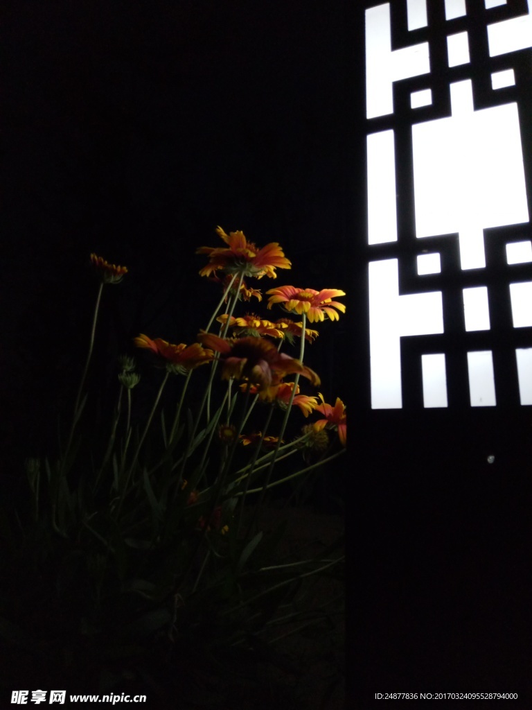 黑夜里的山菊