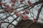 梅花