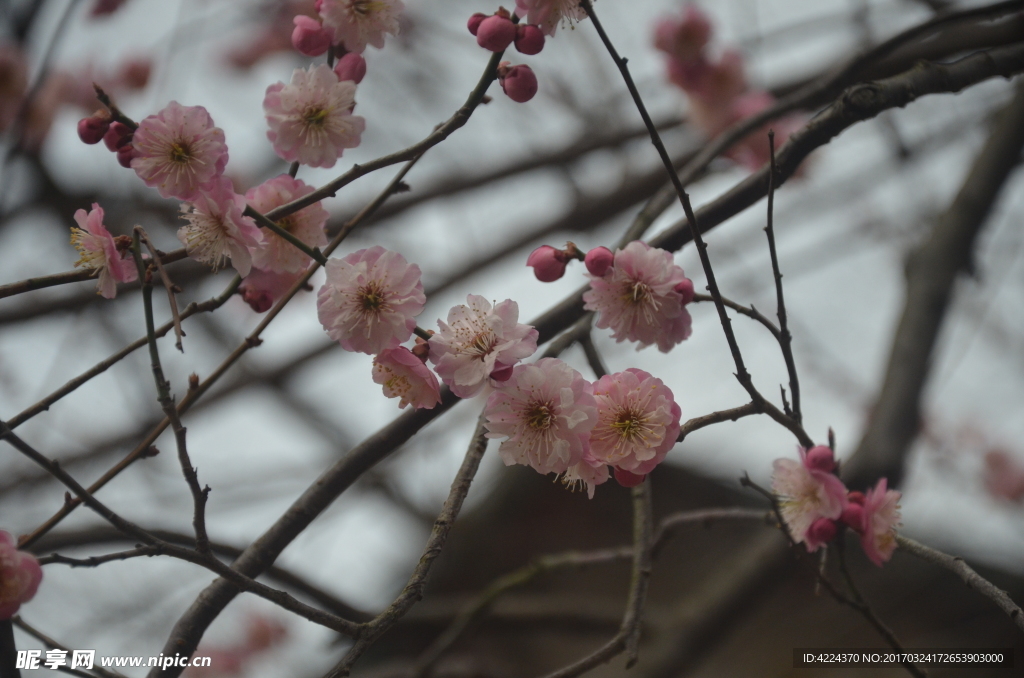 梅花