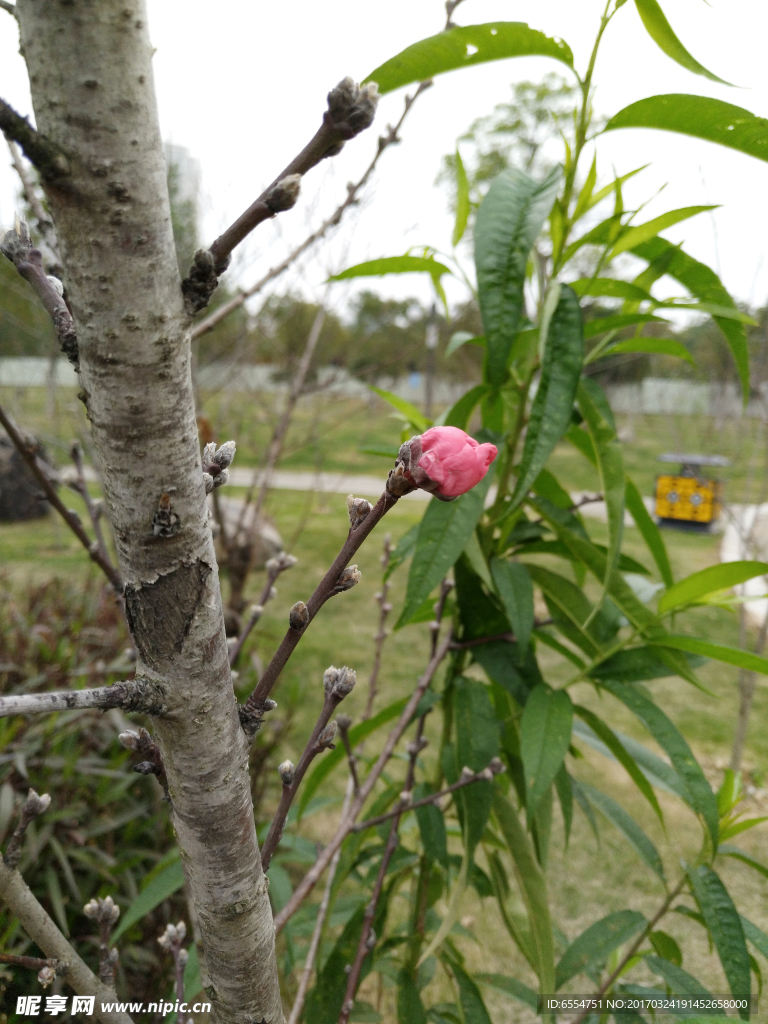 桃花 桃花苞 春天