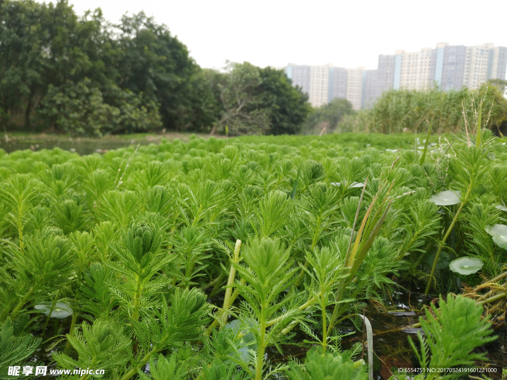 绿草 绿地