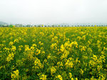油菜花