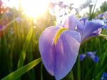 莺尾花
