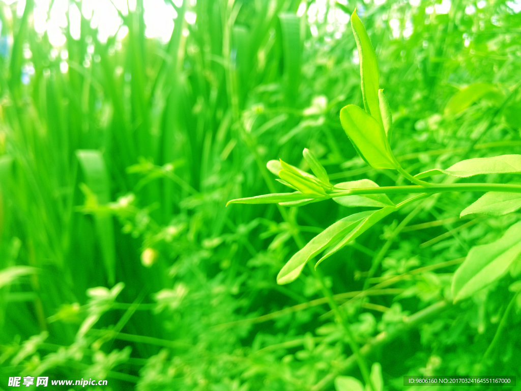 绿色植物壁纸