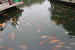 鱼池