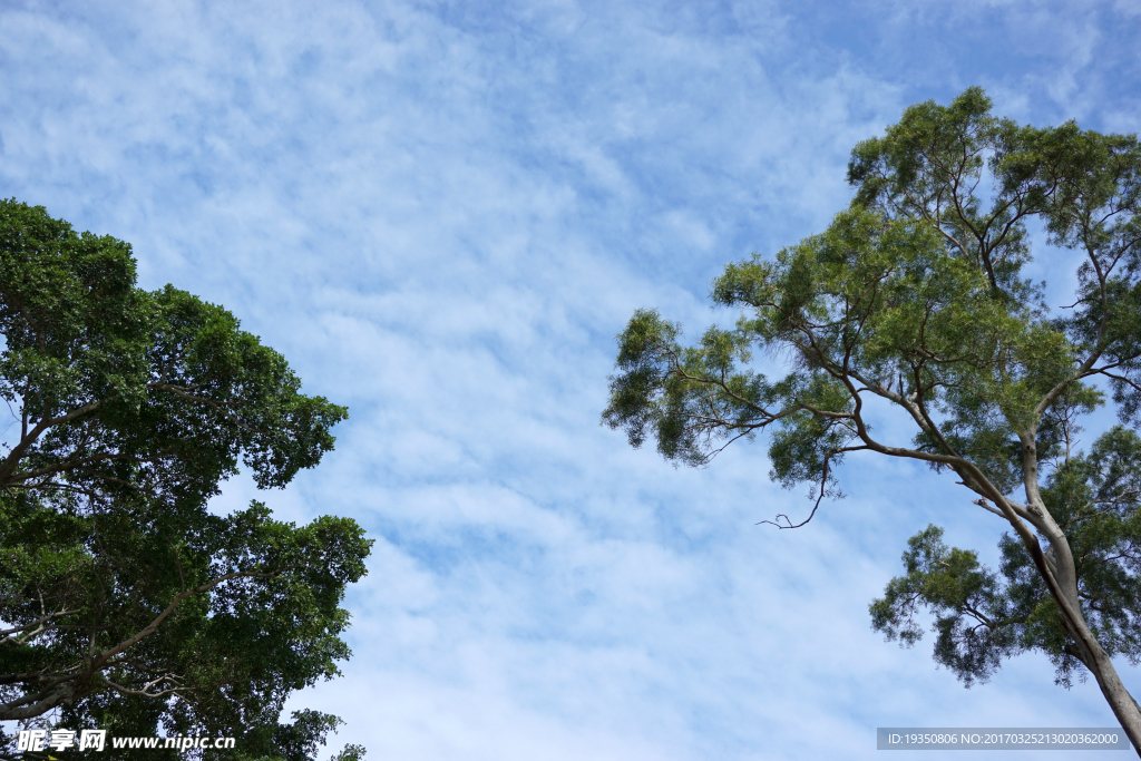 厦门 天空 树