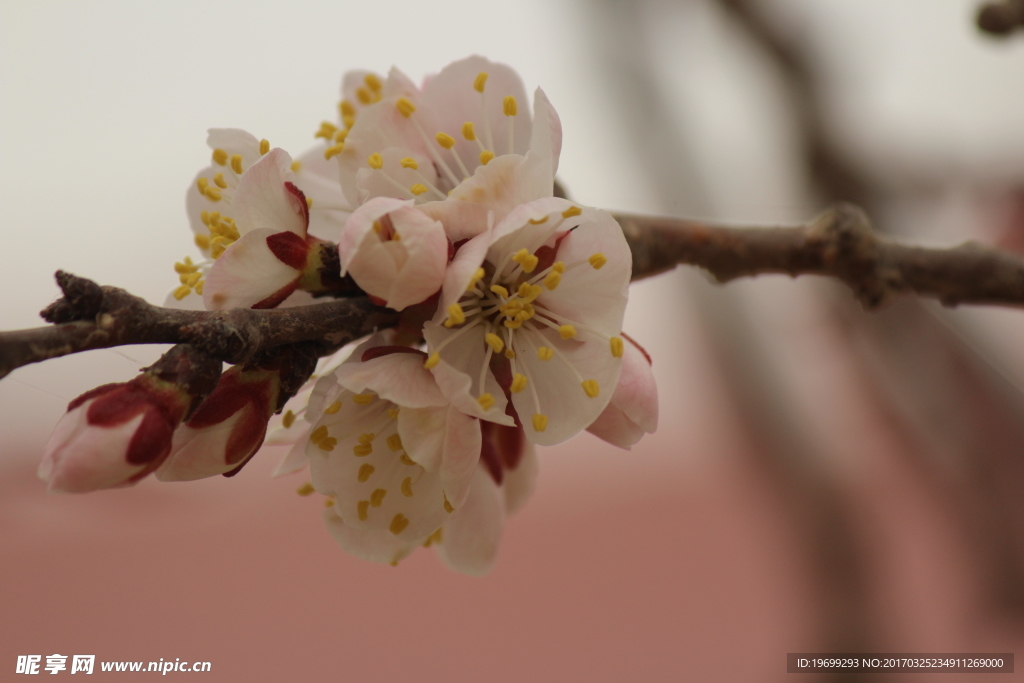 杏子开花