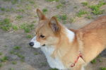 柯基犬