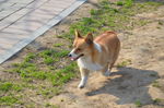 柯基犬