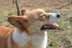 柯基犬