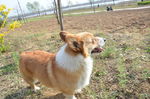 柯基犬