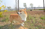 柯基犬