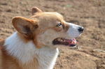 柯基犬