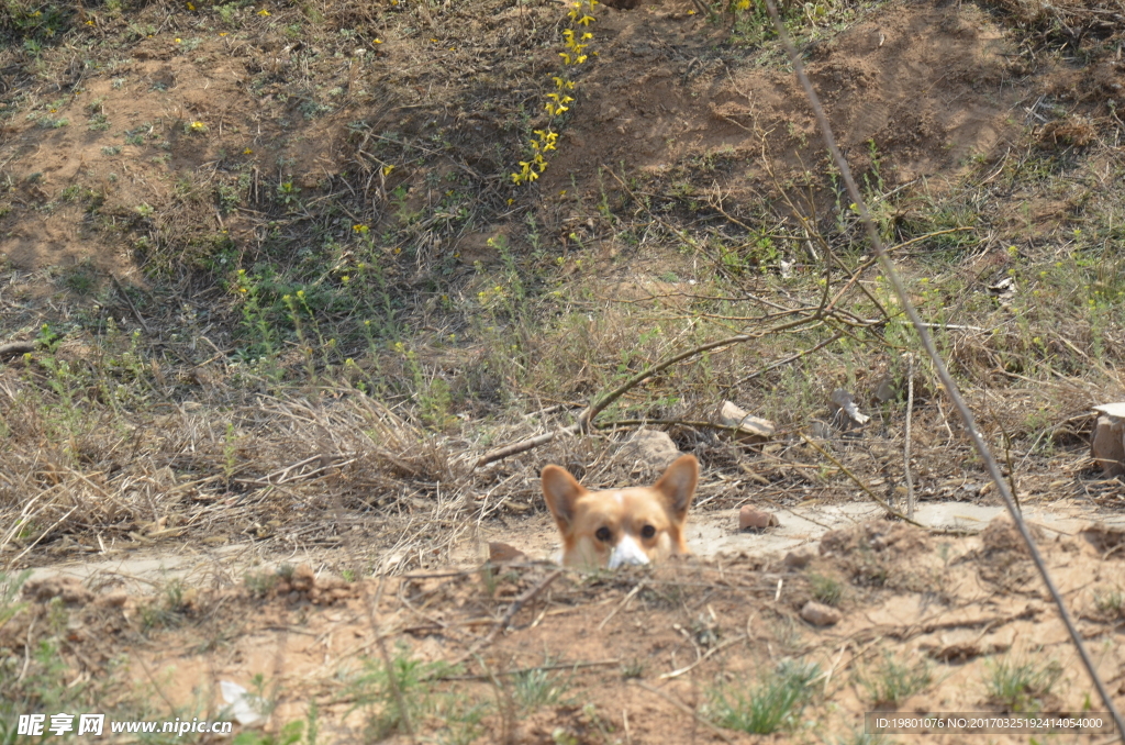 柯基犬