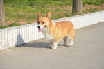 柯基犬