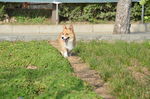 柯基犬