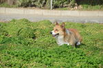柯基犬