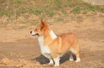 柯基犬